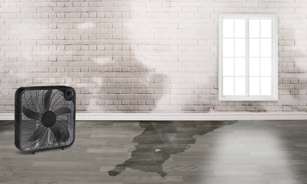 Best Flood damage cleanup  in Huntingtown, MD